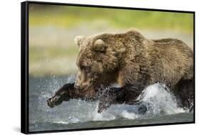 Brown Bear Fishing, Katmai National Park, Alaska-null-Framed Stretched Canvas