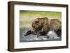 Brown Bear Fishing, Katmai National Park, Alaska-null-Framed Photographic Print