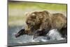 Brown Bear Fishing, Katmai National Park, Alaska-null-Mounted Photographic Print