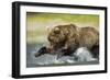 Brown Bear Fishing, Katmai National Park, Alaska-null-Framed Photographic Print