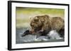 Brown Bear Fishing, Katmai National Park, Alaska-null-Framed Photographic Print