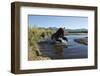 Brown Bear Fishing, Katmai National Park, Alaska-Paul Souders-Framed Photographic Print