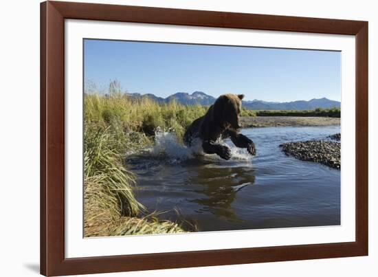 Brown Bear Fishing, Katmai National Park, Alaska-Paul Souders-Framed Photographic Print
