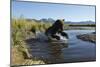 Brown Bear Fishing, Katmai National Park, Alaska-Paul Souders-Mounted Photographic Print