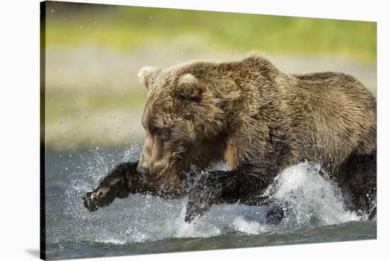 Brown Bear Fishing, Katmai National Park, Alaska-null-Stretched Canvas