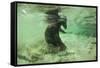 Brown Bear Fishing Underwater, Katmai National Park, Alaska-Paul Souders-Framed Stretched Canvas