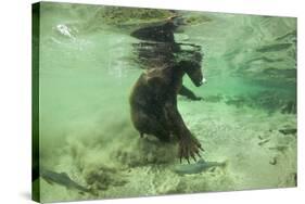 Brown Bear Fishing Underwater, Katmai National Park, Alaska-Paul Souders-Stretched Canvas