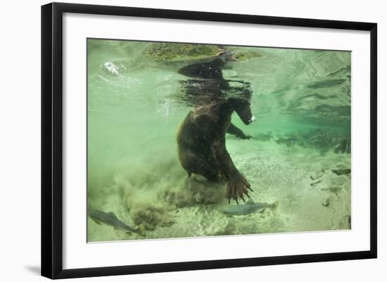 Brown Bear Fishing Underwater, Katmai National Park, Alaska-Paul Souders-Framed Photographic Print