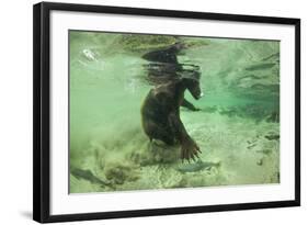 Brown Bear Fishing Underwater, Katmai National Park, Alaska-Paul Souders-Framed Photographic Print