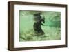 Brown Bear Fishing Underwater, Katmai National Park, Alaska-Paul Souders-Framed Photographic Print