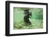 Brown Bear Fishing Underwater, Katmai National Park, Alaska-Paul Souders-Framed Photographic Print