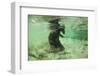 Brown Bear Fishing Underwater, Katmai National Park, Alaska-Paul Souders-Framed Photographic Print