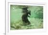 Brown Bear Fishing Underwater, Katmai National Park, Alaska-Paul Souders-Framed Photographic Print