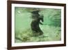 Brown Bear Fishing Underwater, Katmai National Park, Alaska-Paul Souders-Framed Photographic Print