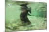 Brown Bear Fishing Underwater, Katmai National Park, Alaska-Paul Souders-Mounted Photographic Print