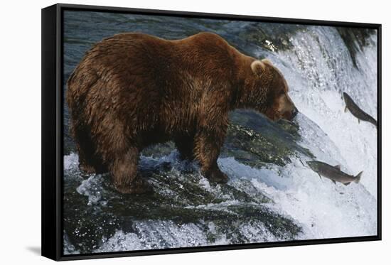 Brown Bear Grizzly Bear Looking at Salmon Katmai National Park Alaska Usa.-Nosnibor137-Framed Stretched Canvas