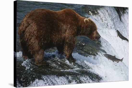 Brown Bear Grizzly Bear Looking at Salmon Katmai National Park Alaska Usa.-Nosnibor137-Stretched Canvas