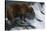 Brown Bear Grizzly Bear Looking at Salmon Katmai National Park Alaska Usa.-Nosnibor137-Stretched Canvas