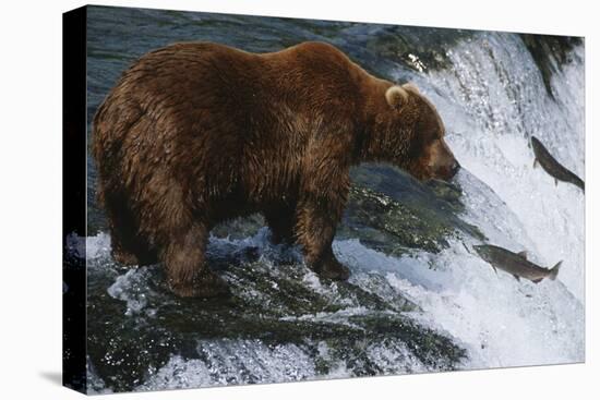 Brown Bear Grizzly Bear Looking at Salmon Katmai National Park Alaska Usa.-Nosnibor137-Stretched Canvas