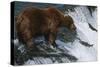 Brown Bear Grizzly Bear Looking at Salmon Katmai National Park Alaska Usa.-Nosnibor137-Stretched Canvas