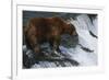 Brown Bear Grizzly Bear Looking at Salmon Katmai National Park Alaska Usa.-Nosnibor137-Framed Photographic Print