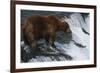 Brown Bear Grizzly Bear Looking at Salmon Katmai National Park Alaska Usa.-Nosnibor137-Framed Photographic Print