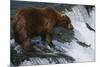 Brown Bear Grizzly Bear Looking at Salmon Katmai National Park Alaska Usa.-Nosnibor137-Mounted Photographic Print