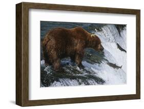 Brown Bear Grizzly Bear Looking at Salmon Katmai National Park Alaska Usa.-Nosnibor137-Framed Photographic Print