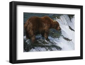 Brown Bear Grizzly Bear Looking at Salmon Katmai National Park Alaska Usa.-Nosnibor137-Framed Photographic Print