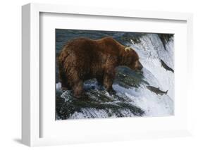 Brown Bear Grizzly Bear Looking at Salmon Katmai National Park Alaska Usa.-Nosnibor137-Framed Photographic Print