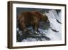 Brown Bear Grizzly Bear Looking at Salmon Katmai National Park Alaska Usa.-Nosnibor137-Framed Photographic Print