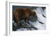 Brown Bear Grizzly Bear Looking at Salmon Katmai National Park Alaska Usa.-Nosnibor137-Framed Photographic Print