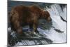 Brown Bear Grizzly Bear Looking at Salmon Katmai National Park Alaska Usa.-Nosnibor137-Mounted Photographic Print