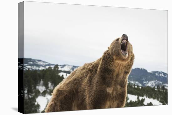 Brown Bear (Grizzly) (Ursus Arctos), Montana, United States of America, North America-Janette Hil-Stretched Canvas