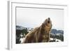 Brown Bear (Grizzly) (Ursus Arctos), Montana, United States of America, North America-Janette Hil-Framed Photographic Print