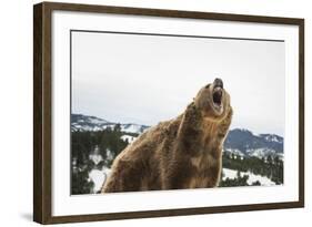 Brown Bear (Grizzly) (Ursus Arctos), Montana, United States of America, North America-Janette Hil-Framed Photographic Print