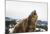 Brown Bear (Grizzly) (Ursus Arctos), Montana, United States of America, North America-Janette Hil-Mounted Photographic Print