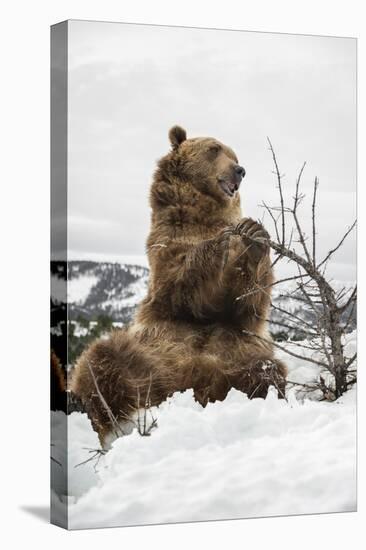 Brown Bear (Grizzly) (Ursus Arctos), Montana, United States of America, North America-Janette Hil-Stretched Canvas