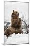 Brown Bear (Grizzly) (Ursus Arctos), Montana, United States of America, North America-Janette Hil-Mounted Photographic Print