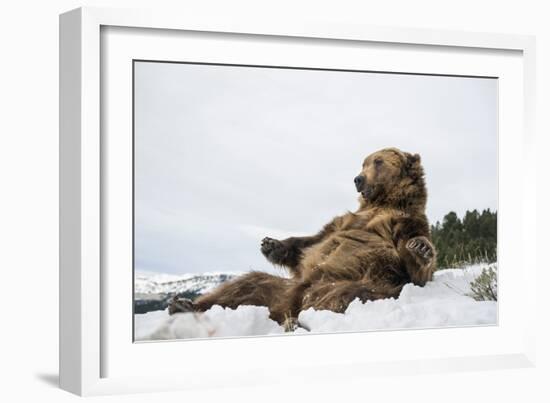 Brown Bear (Grizzly) (Ursus Arctos), Montana, United States of America, North America-Janette Hil-Framed Photographic Print