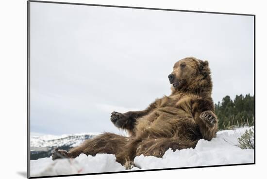 Brown Bear (Grizzly) (Ursus Arctos), Montana, United States of America, North America-Janette Hil-Mounted Photographic Print