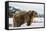 Brown Bear (Grizzly) (Ursus Arctos), Montana, United States of America, North America-Janette Hil-Framed Stretched Canvas