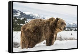 Brown Bear (Grizzly) (Ursus Arctos), Montana, United States of America, North America-Janette Hil-Framed Stretched Canvas