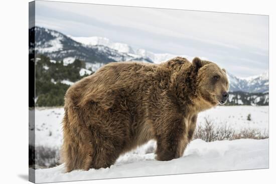 Brown Bear (Grizzly) (Ursus Arctos), Montana, United States of America, North America-Janette Hil-Stretched Canvas