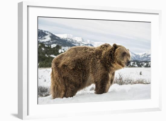 Brown Bear (Grizzly) (Ursus Arctos), Montana, United States of America, North America-Janette Hil-Framed Photographic Print