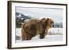 Brown Bear (Grizzly) (Ursus Arctos), Montana, United States of America, North America-Janette Hil-Framed Photographic Print