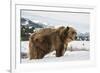 Brown Bear (Grizzly) (Ursus Arctos), Montana, United States of America, North America-Janette Hil-Framed Photographic Print