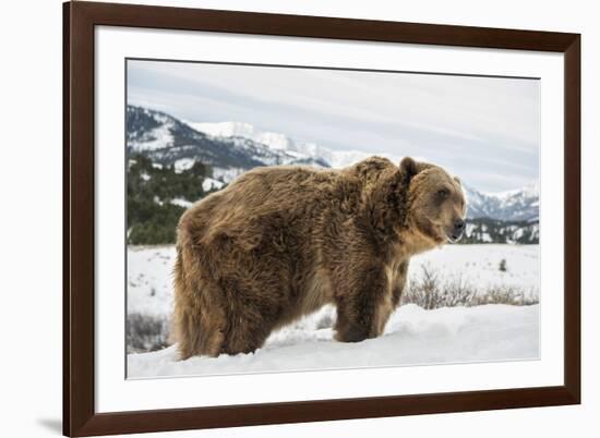 Brown Bear (Grizzly) (Ursus Arctos), Montana, United States of America, North America-Janette Hil-Framed Photographic Print