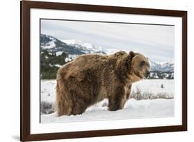 Brown Bear (Grizzly) (Ursus Arctos), Montana, United States of America, North America-Janette Hil-Framed Photographic Print