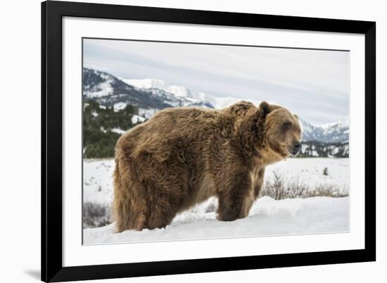 Brown Bear (Grizzly) (Ursus Arctos), Montana, United States of America, North America-Janette Hil-Framed Photographic Print